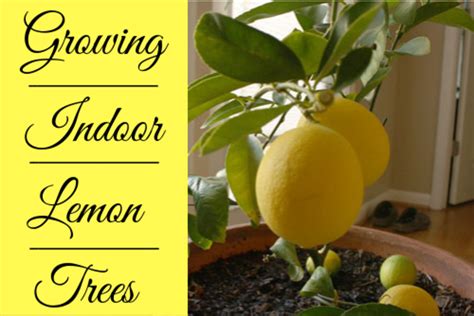 How To Grow Dwarf Meyer Lemon Tree From Seed