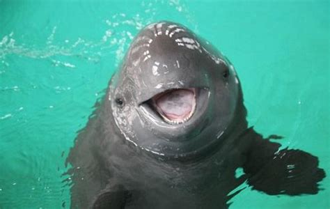 Uncategorized Archives Happy Porpoise