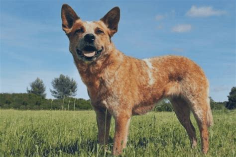 Red Heeler Everything You Need To Know About The Red Australian Cattle