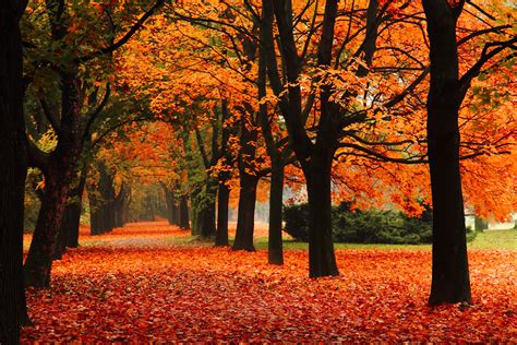 Free photo: Fall - Autumn, Maple, Vivid - Free Download - Jooinn
