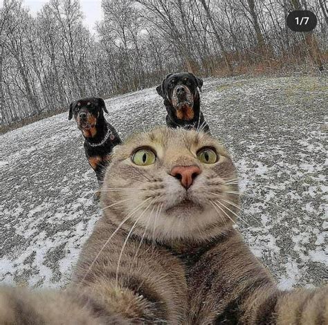 Create Meme Cat Selfie With The Dogs Cat Selfie Cat Pictures