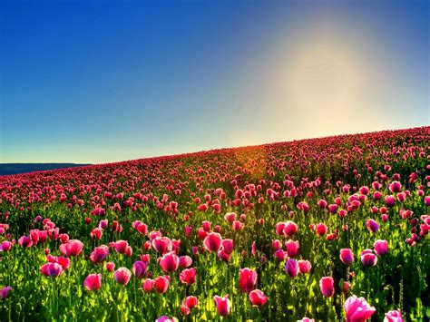 Tulip Field Desktop Background 2560x1600
