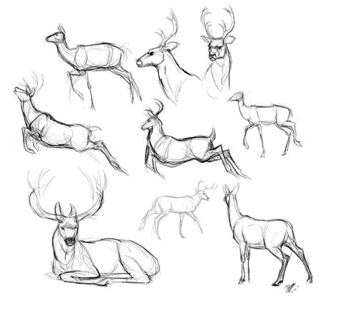 Deer Anatomy Sketches Anatomy Drawing Drawing Sketches Sketching
