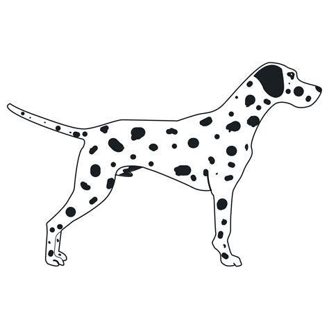 Free Standing Dalmatian Dog 16779096 Png With Transparent Background