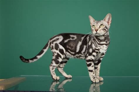 We came up with the following names based on the marble: Silver Marble Bengal cat | 動物, にゃんこ, 可愛い