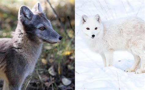 Arctic Fox Archives Yukon Wildlife Preserve