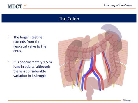 Anatomy Of The Colon