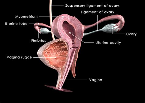Learn vocabulary, terms and more with flashcards, games and other study tools. Vagina Uterus Ovary Female Pictures, Images and Stock ...