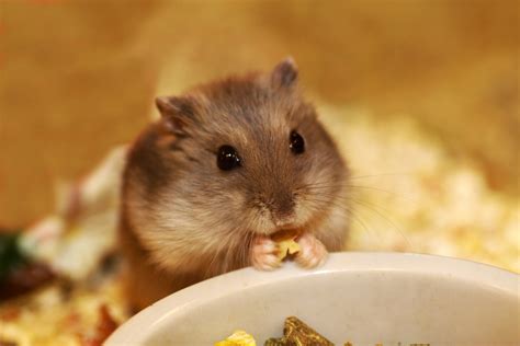 40 Surprising Hamster Facts Serious Facts