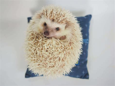 Thinking About Getting A Pet Hedgehog