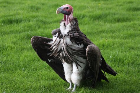 Filelappet Faced Vulture 1 Wikimedia Commons