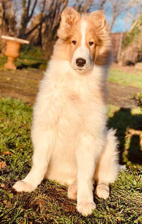 White rough collie puppy | Perros lindos, Perros