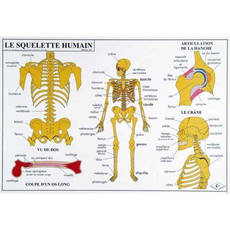 Planche Anatomique Le Squelette Humain The Best Porn Website