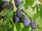 7 Health Benefits Of Plums