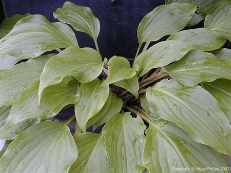 If you live in a state that we have to ship bare root different hosta selections will have different light requirements. MyHostas Database: Info about Hosta longipes