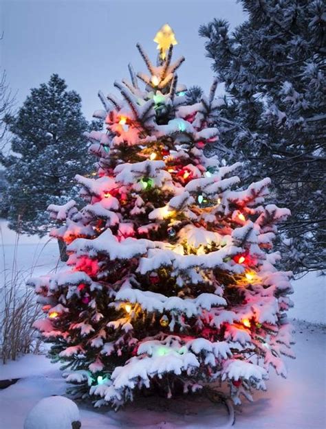 Christmas Tree Trees Collection For Christmas 2013