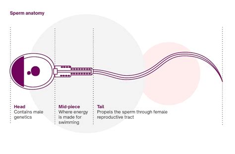 Sperm Production The Sperm Life Cycle Natural Cycles