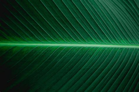 Banana Leaf Texture Images Browse 81809 Stock Photos Vectors And