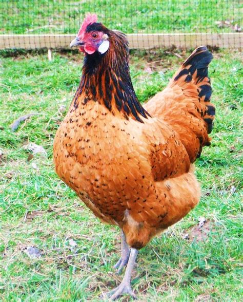 The Vorwerk Is A Breed Of Chicken Originating In Germany Though It Is