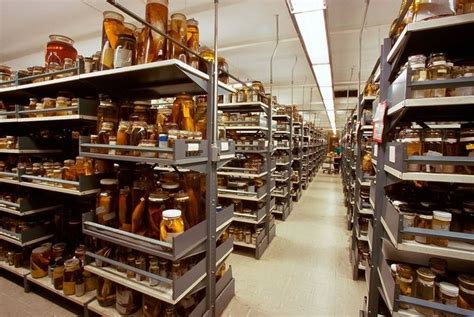 Inside The Specimen Collections Of The Smithsonians Museum Of Natural