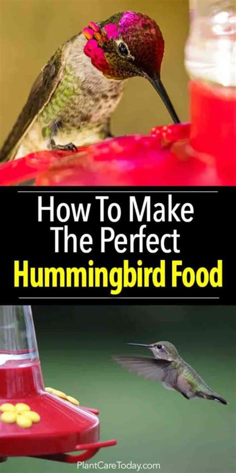 All you need is regular, white granulated sugar and water to make your own at the 1:4 ratio which is fairly cheap. How To Make Hummingbird Food - A Perfect Recipe
