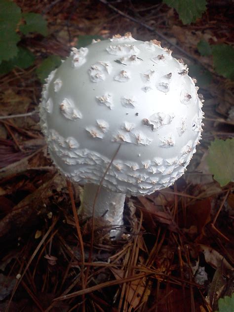 Nw Ga Shrooms Unidentified Mushroom Hunting And Identification
