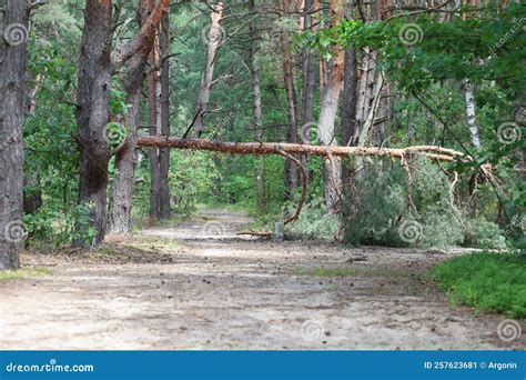 Broken Tree Across The Forest Road Stock Image Image Of Conifer