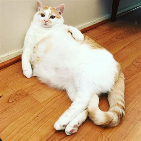 The 50 Absolute Fattest Cats I Could Find For You Viral Buzzfeed