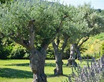 Olivier : plantation, taille et entretien de l'olivier