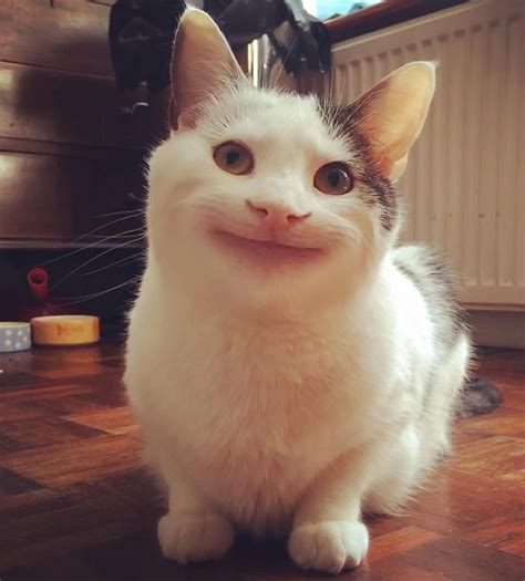 Cat Smiling Meme
