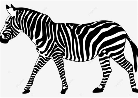Gambar Kartun Zebra Zebra Kartun Kartun Zebra Png Transparan Clipart