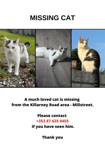 Missing Cat Millstreetie