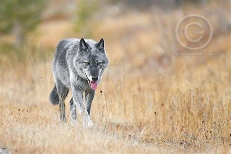 Gray Wolves In Northern Wisconsin Are Saving The Forest Wolves Of