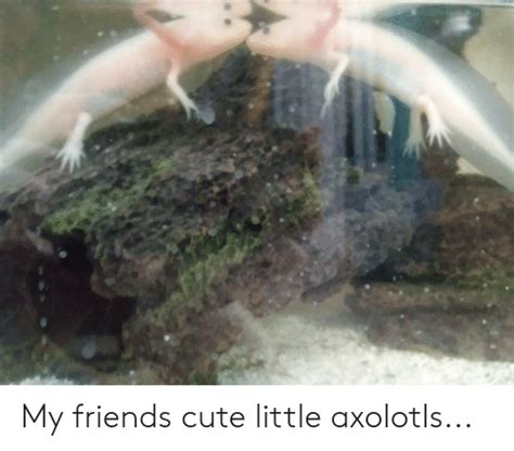 My Friends Cute Little Axolotls Cute Meme On Meme