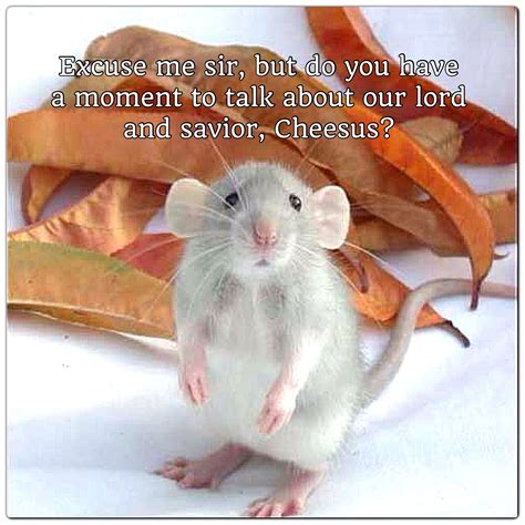 Cute Mouse Or Rat Meme Cute Animals Cute Rats Pet Rats