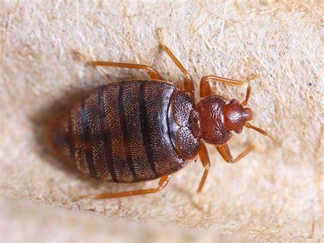 Common Myths About Bed Bugs Daves Pest Control