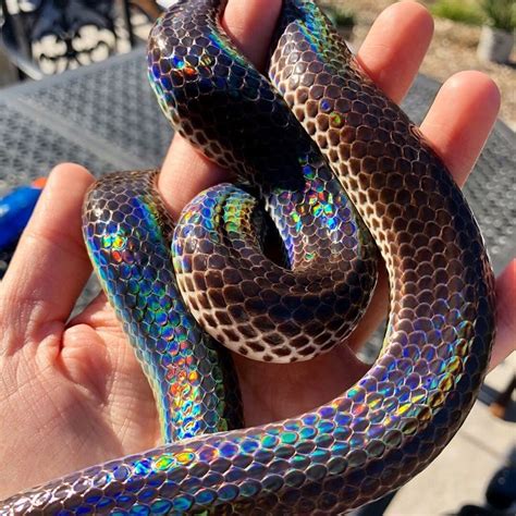 Sunbeam Snake Rainbow Snake Pretty Snakes Beautiful Snakes