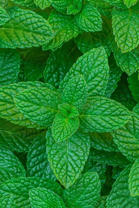 Mint Leaves Background Green Mint Plant Grow Texture Background