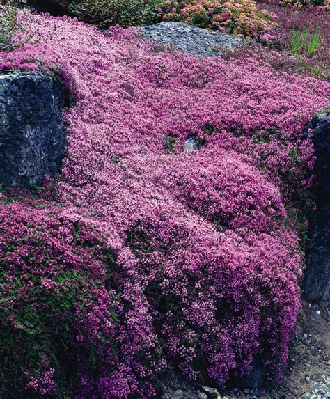 Check out these awesome flowering ground cover plants that you can grow in your garden with ease to add a the flowering time is early summer, and it does well in full sun to partial shade. Creeping Thyme. Plant in full sun to partial shade. Will ...