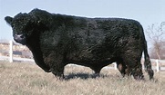 Galloway | breed of cattle | Britannica