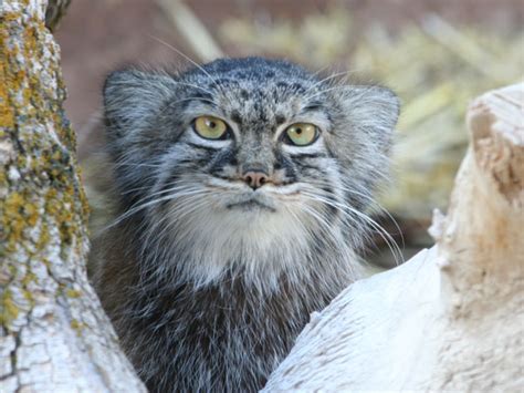 Pallas Cat Utahs Hogle Zoo