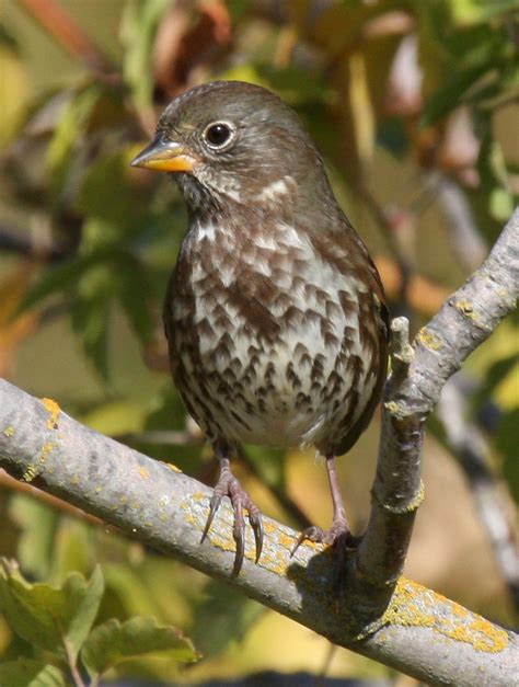 Cold Rush Bird Diversity Higher In Winter Than Summer In