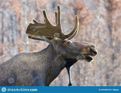 Moose In The Colorado Rocky Mountains Bull Moose Profile Stock Photo