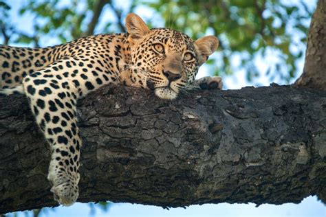 Leopard At Rest By Rudi Hulshof Photo 196560685 500px Wild Cats