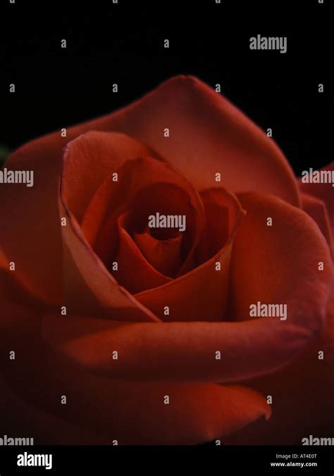 Red Rose Close Up Stock Photo Alamy