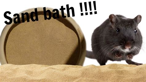 Safe sand company's play sand isn't bleached or dyed. Gerbils playing in their sand bath - YouTube