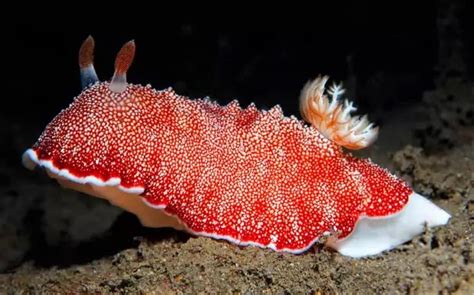 Getstunned Worlds Top 10 Most Amazing Sea Slugs