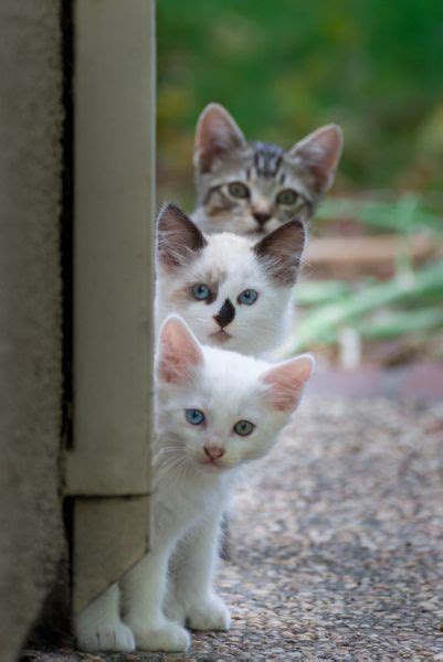 172 Best Cats Peeking And Spying Images On Pinterest