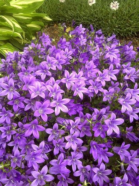 Plus deer, rabbits, and most other pests won't touch it.the plant comes in a number of varieties with yellow, orange, red, pink, or white blooms, so you can choose which ones best fit with your garden's color scheme. Beautiful Flowers Garden: Beautiful purple perennials that ...