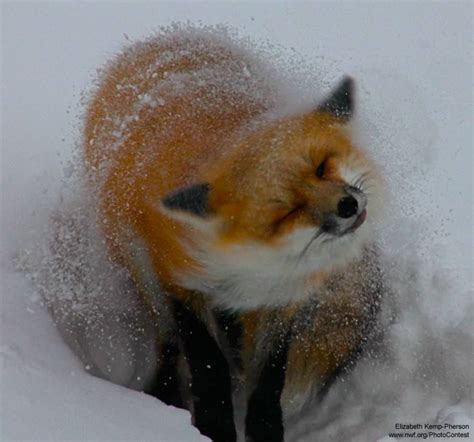 Check Out These Wild Animal Strategies To Survive Snowy Conditions